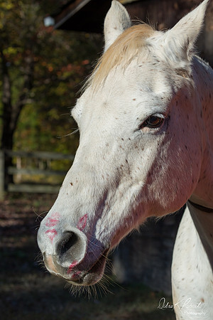 A Girl and Her Horse-0688