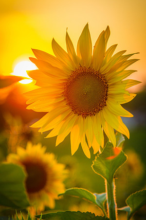 Sunflower Sunset-4355